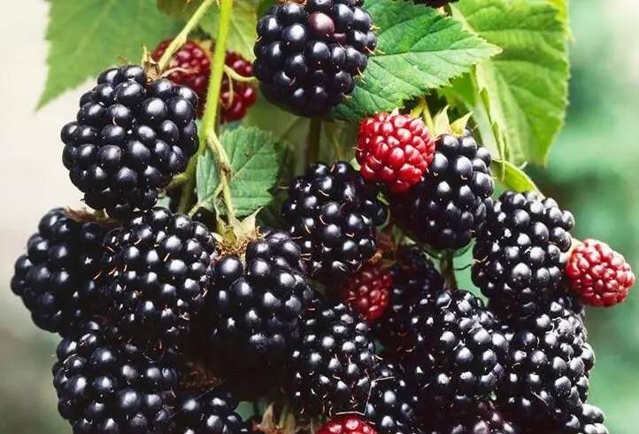 JDB����(�й���)���ٷ���վ